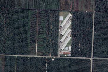 [BELOW MARKET]Tanah sawit 7.81 ekar di Kg. Raja Musa, Kuala Selangor sebelah Ladang Ternakan Ayam