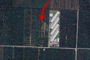 [BELOW MARKET]Tanah sawit 7.81 ekar di Kg. Raja Musa, Kuala Selangor sebelah Ladang Ternakan Ayam