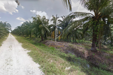 [BELOW MARKET]Tanah sawit 7.81 ekar di Kg. Raja Musa, Kuala Selangor sebelah Ladang Ternakan Ayam