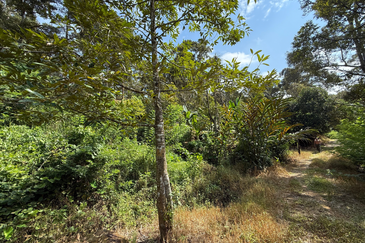 Tanah Kebun 3.12 ekar  di Kg. Sungai Serai, Bukit Payong, Marang, Terengganu