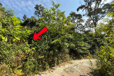 Tanah Kebun 3.12 ekar  di Kg. Sungai Serai, Bukit Payong, Marang, Terengganu