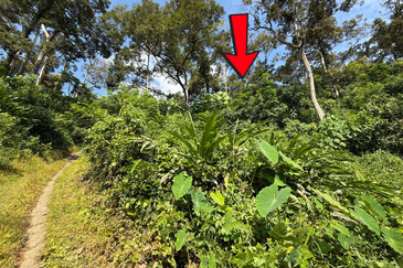 Tanah Kebun 3.12 ekar  di Kg. Sungai Serai, Bukit Payong, Marang, Terengganu