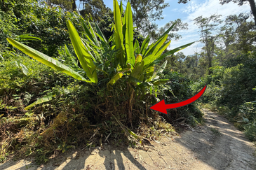 Tanah Kebun 3.12 ekar  di Kg. Sungai Serai, Bukit Payong, Marang, Terengganu