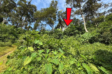 Tanah Kebun 3.12 ekar  di Kg. Sungai Serai, Bukit Payong, Marang, Terengganu