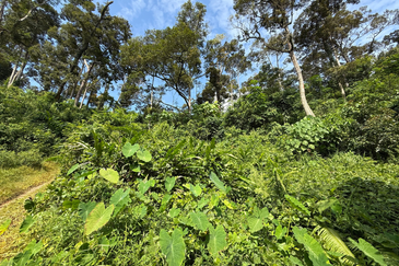 Tanah Kebun 3.12 ekar  di Kg. Sungai Serai, Bukit Payong, Marang, Terengganu