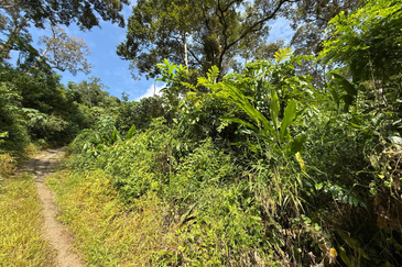 Tanah Kebun 3.12 ekar  di Kg. Sungai Serai, Bukit Payong, Marang, Terengganu