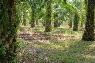 Tanah sawit 31 ekar di Marang, Terengganu