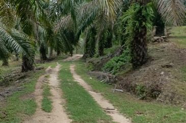 Tanah sawit 31 ekar di Marang, Terengganu