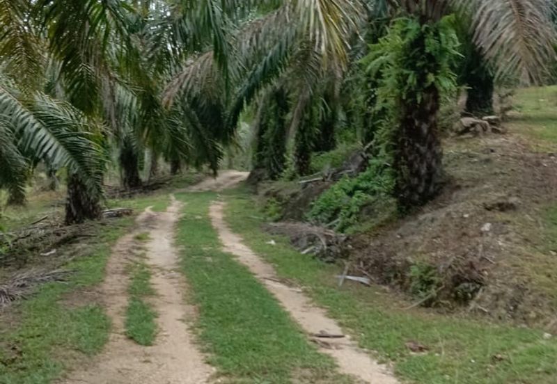Tanah sawit 31 ekar di Marang, Terengganu