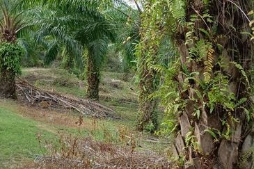 Tanah sawit 31 ekar di Marang, Terengganu