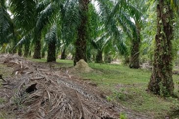 Tanah sawit 31 ekar di Marang, Terengganu