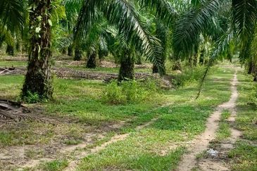 Tanah sawit 31 ekar di Marang, Terengganu
