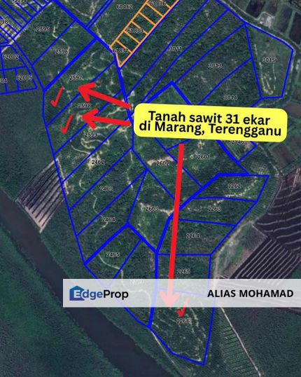 Tanah sawit 31 ekar di Marang, Terengganu, Terengganu, Marang