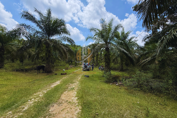 Tanah sawit 31 ekar di Marang, Terengganu