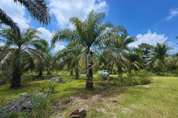 Tanah sawit 31 ekar di Marang, Terengganu