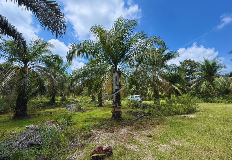 Tanah sawit 31 ekar di Marang, Terengganu