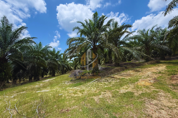 Tanah sawit 31 ekar di Marang, Terengganu