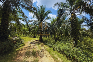 Tanah sawit 31 ekar di Marang, Terengganu