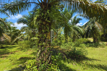 Tanah sawit 31 ekar di Marang, Terengganu