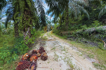 Tanah sawit 31 ekar di Marang, Terengganu