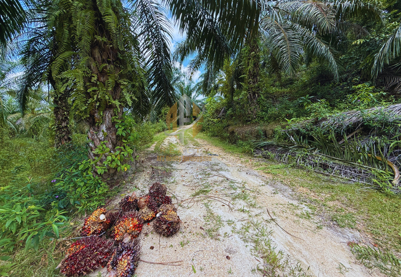 Tanah sawit 31 ekar di Marang, Terengganu