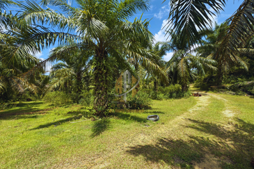 Tanah sawit 31 ekar di Marang, Terengganu