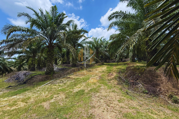 Tanah sawit 31 ekar di Marang, Terengganu