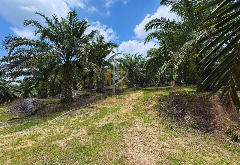 Tanah sawit 31 ekar di Marang, Terengganu