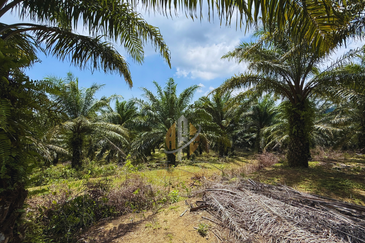 Tanah sawit 31 ekar di Marang, Terengganu