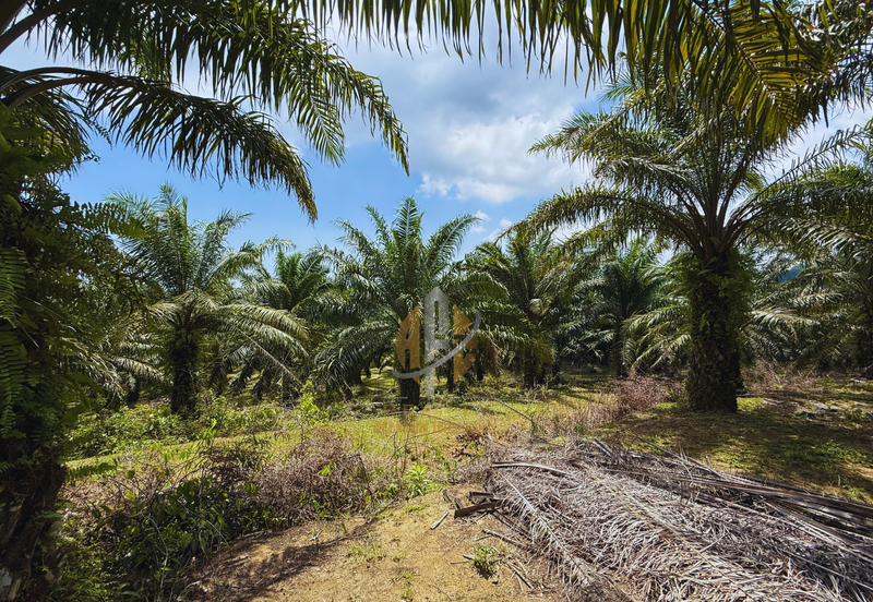 Tanah sawit 31 ekar di Marang, Terengganu