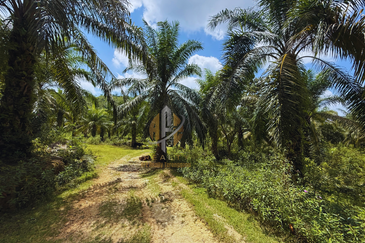 Tanah sawit 31 ekar di Marang, Terengganu