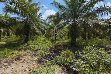 Tanah sawit 31 ekar di Marang, Terengganu