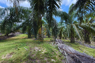 Tanah sawit 31 ekar di Marang, Terengganu
