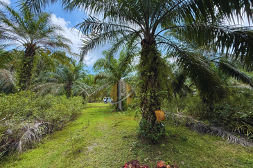 Tanah sawit 31 ekar di Marang, Terengganu