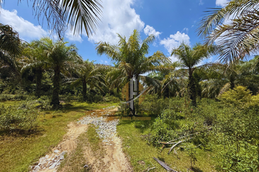 Tanah sawit 31 ekar di Marang, Terengganu