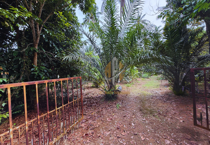 Tanah Kebun bersaiz 1.27 ekar di Kg. Jerung Seberang, Marang, Terengganu