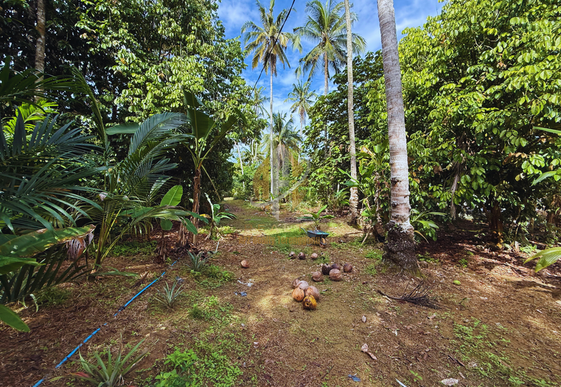 Tanah Kebun bersaiz 1.27 ekar di Kg. Jerung Seberang, Marang, Terengganu