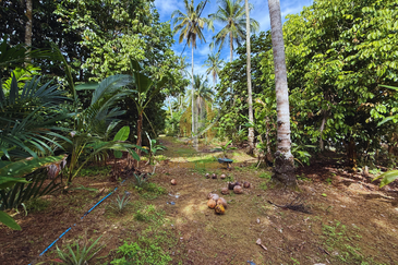 Tanah Kebun bersaiz 1.27 ekar di Kg. Jerung Seberang, Marang, Terengganu