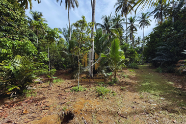 Tanah Kebun bersaiz 1.27 ekar di Kg. Jerung Seberang, Marang, Terengganu