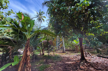 Tanah Kebun bersaiz 1.27 ekar di Kg. Jerung Seberang, Marang, Terengganu