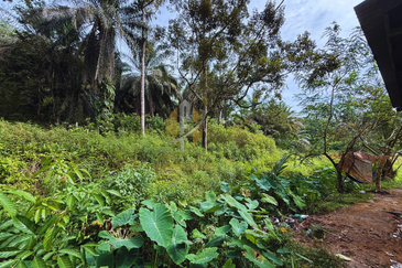 Tanah Kebun bersaiz 4.23 ekar di Kg. Jerung Seberang, Marang, Terengganu