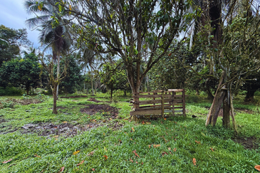 Lot Banglo bersaiz 777m²  di Kg. Alor Limbat, Marang, Terengganu