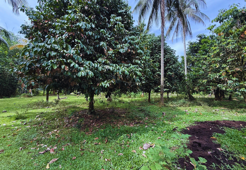 Lot Banglo bersaiz 777m²  di Kg. Alor Limbat, Marang, Terengganu