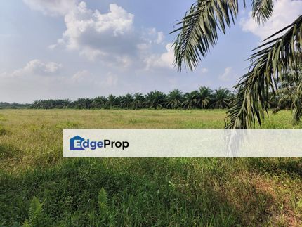 Simpang Renggam Agricultural Land Sale Johor Near Toll freehold , Johor, Kluang