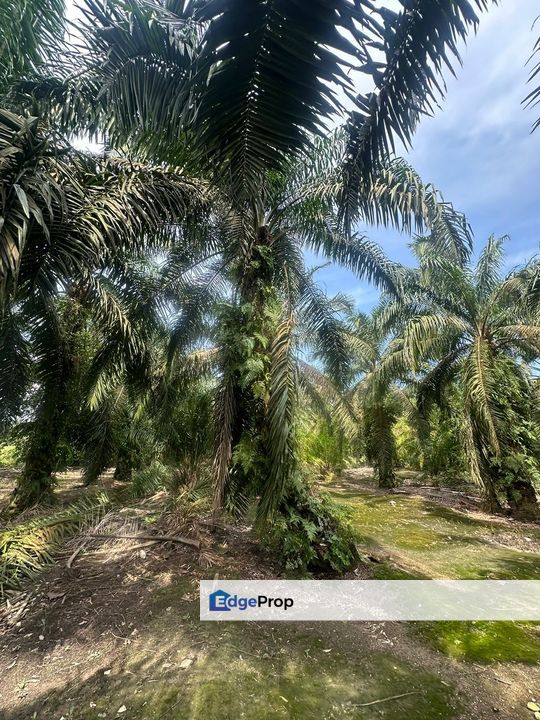 Pekan Nanas Nenas Jeram Batu Agriculture Land Sale , Johor, Pekan Nanas (Pekan Nenas)