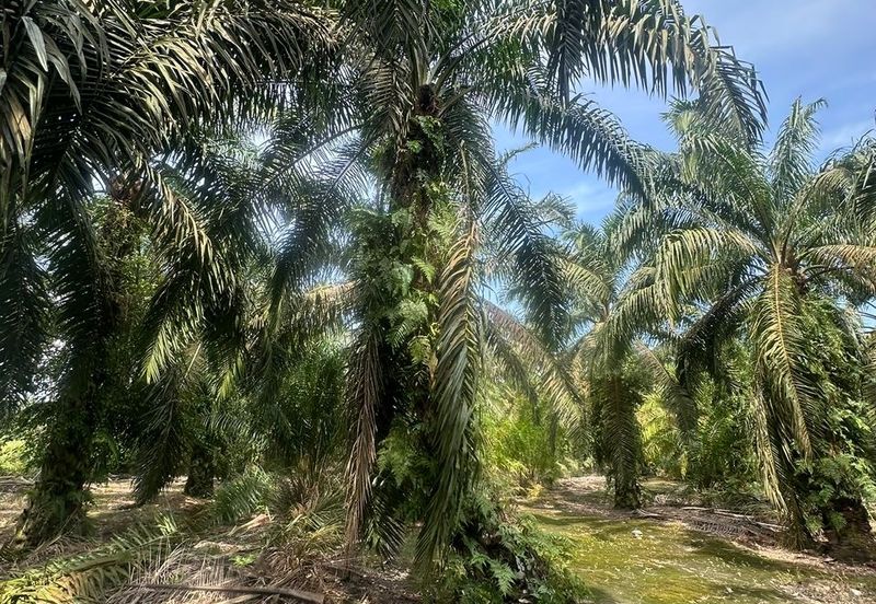 JERAM BATU PEKAN NENAS