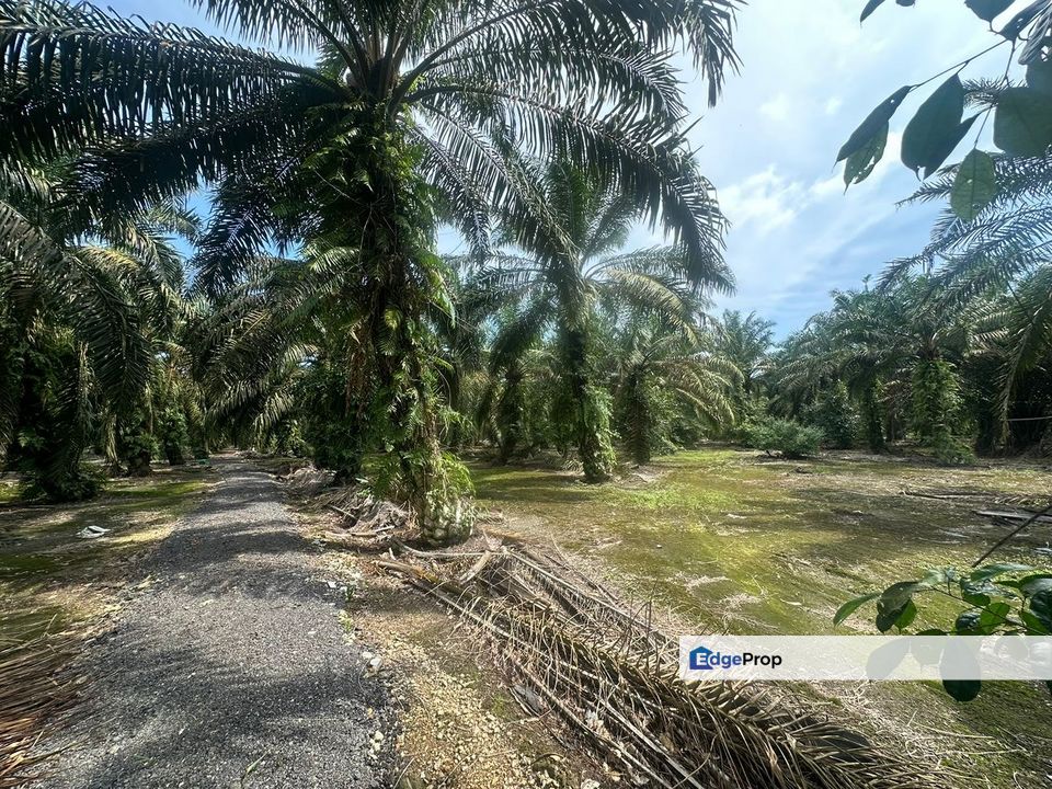 Pekan Nanas Nenas Jeram Batu Agriculture Land Sale , Johor, Pekan Nanas (Pekan Nenas)