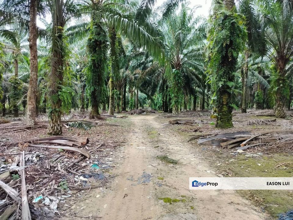 Gelang Patah Agriculture Land For Sale, Johor, Gelang Patah