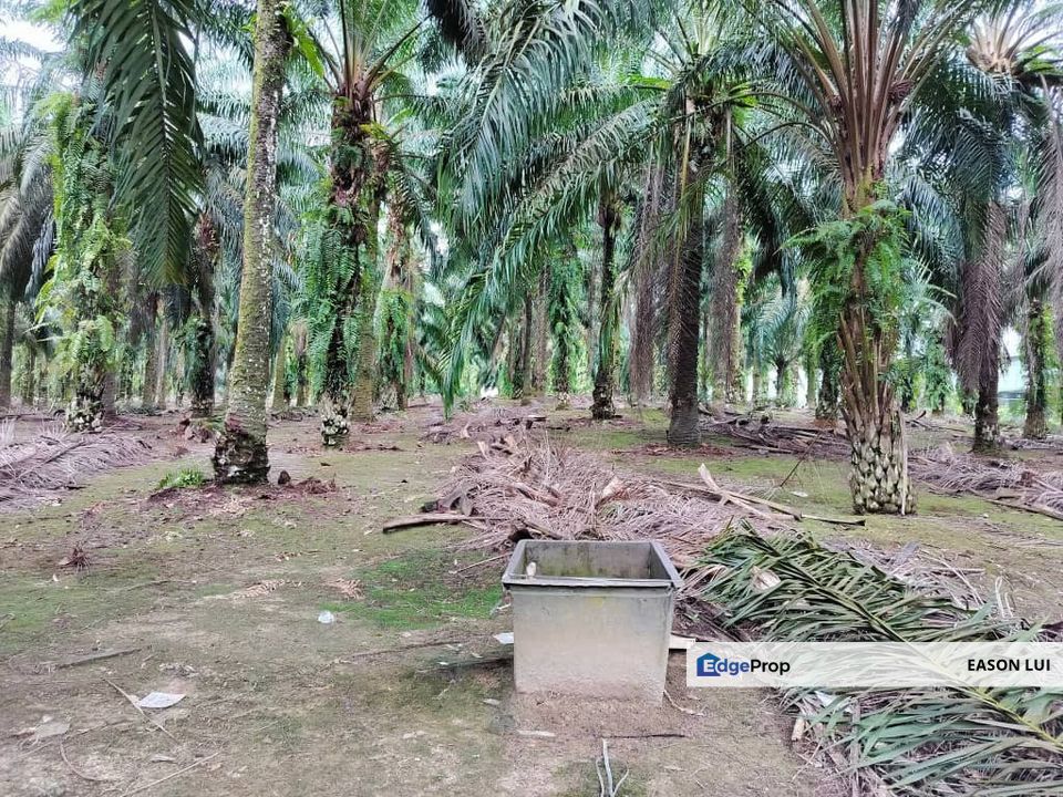 Gelang Patah Agriculture Land For Sale, Johor, Gelang Patah