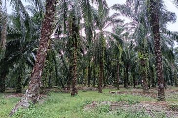 Teluk Panglima Garang - Sijangkang - Fronting Jalan Melor - Agriculture Land - For Sales
